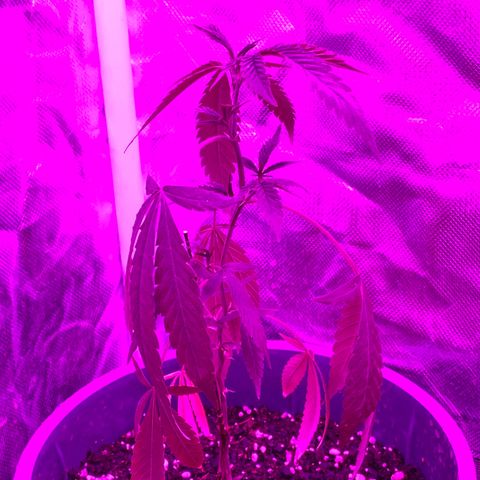Neemo #2 🚗🐋 growlog photo: Aplicación 1 de TopVeg