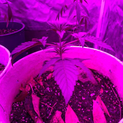 Neemo #2 🚗🐋 growlog photo: Aplicación 1 de TopVeg