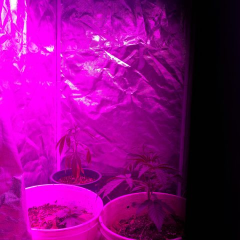 Neemo #2 🚗🐋 growlog timeline photo