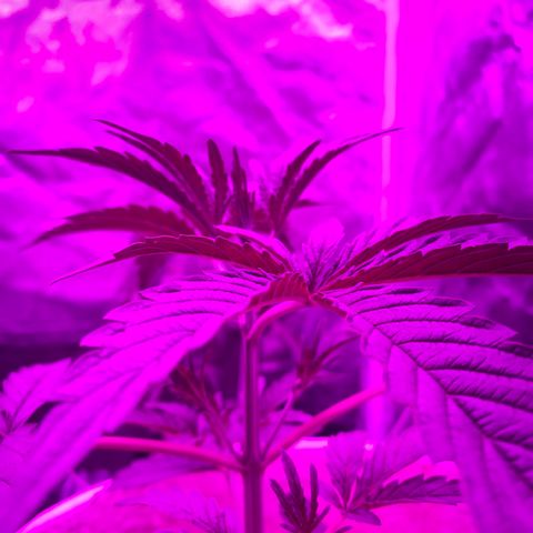 Neemo #2 🚗🐋 growlog timeline photo