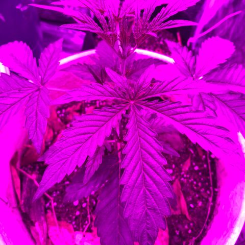 Neemo #2 🚗🐋 growlog timeline photo