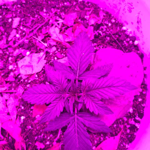 Neemo #2 🚗🐋 growlog timeline photo