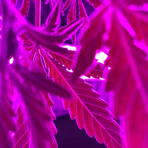 Neemo #2 🚗🐋 growlog timeline photo