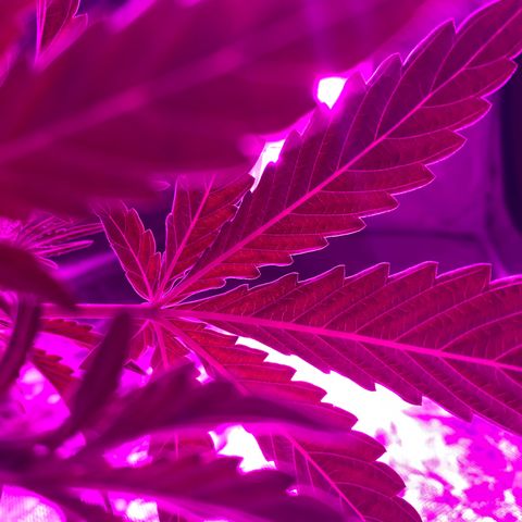Neemo #2 🚗🐋 growlog timeline photo