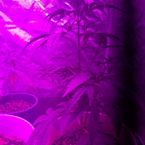 Neemo #2 🚗🐋 growlog timeline photo