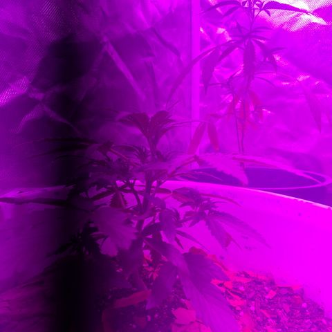 Neemo #2 🚗🐋 growlog timeline photo