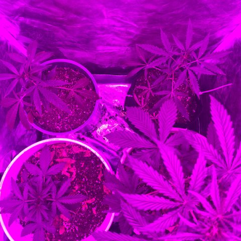 Neemo #2 🚗🐋 growlog timeline photo