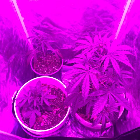 Neemo #2 🚗🐋 growlog timeline photo