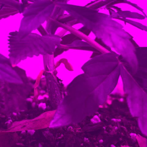 Neemo #2 🚗🐋 growlog timeline photo