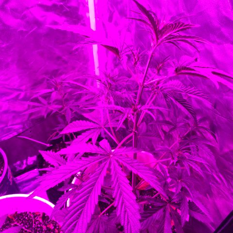 Neemo #2 🚗🐋 growlog photo: Tira de TOp Veg.. autos y en pre flora 