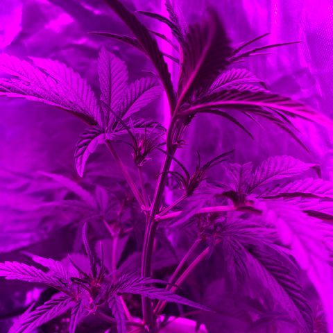 Neemo #2 🚗🐋 growlog photo: Tira de TOp Veg.. autos y en pre flora 