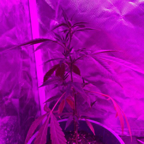 Neemo #2 🚗🐋 growlog photo: Tira de TOp Veg.. autos y en pre flora 