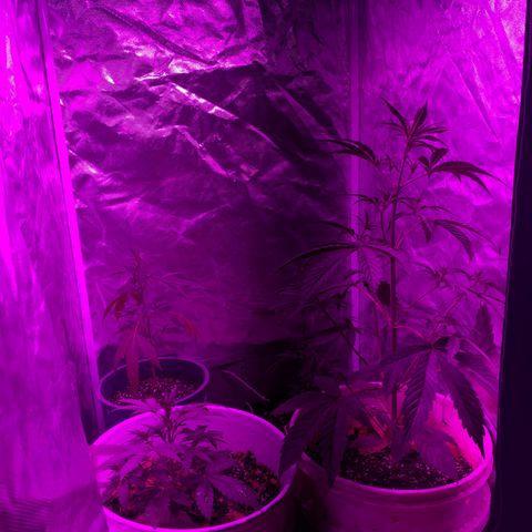 Neemo #2 🚗🐋 growlog photo: Tira de TOp Veg.. autos y en pre flora 