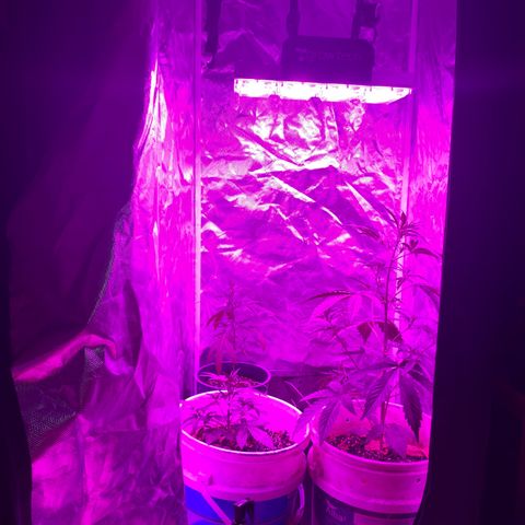 Neemo #2 🚗🐋 growlog photo: Tira de TOp Veg.. autos y en pre flora 