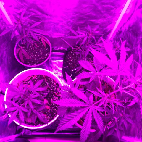 Neemo #2 🚗🐋 growlog photo: Tira de TOp Veg.. autos y en pre flora 