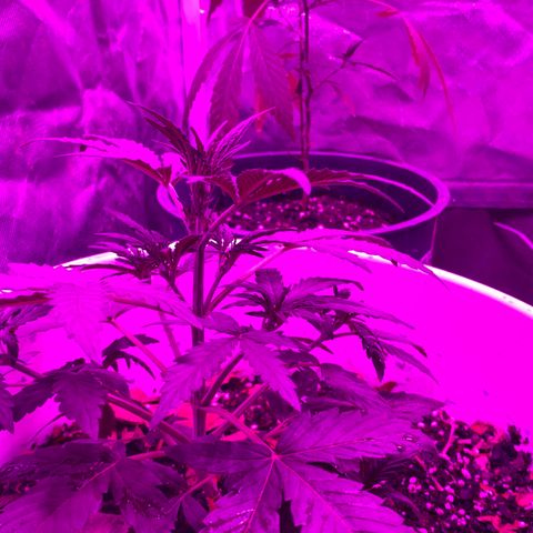 Neemo #2 🚗🐋 growlog photo: Tira de TOp Veg.. autos y en pre flora 