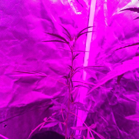 Neemo #2 🚗🐋 growlog photo: Tira de TOp Veg.. autos y en pre flora 