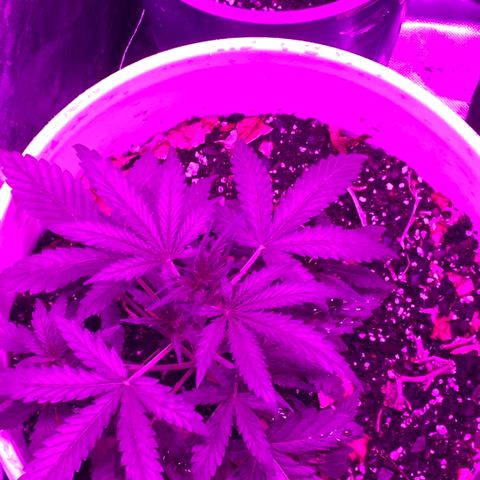 Neemo #2 🚗🐋 growlog photo: Tira de TOp Veg.. autos y en pre flora 