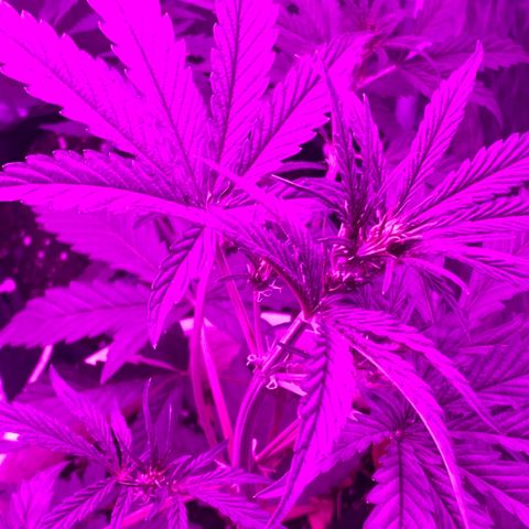 Neemo #2 🚗🐋 growlog photo: Tira de TOp Veg.. autos y en pre flora 