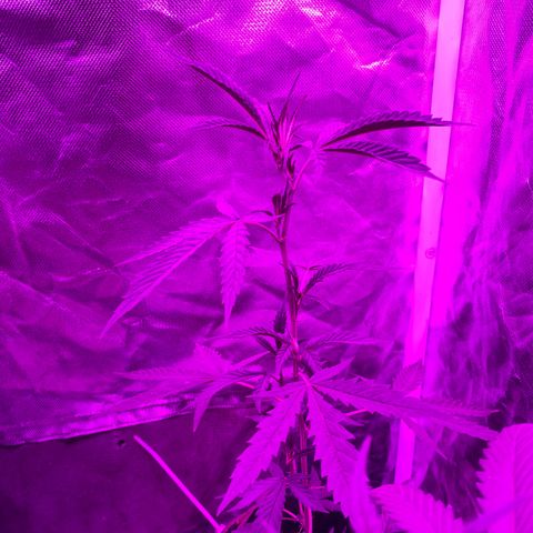 Neemo #2 🚗🐋 growlog photo: Regado 