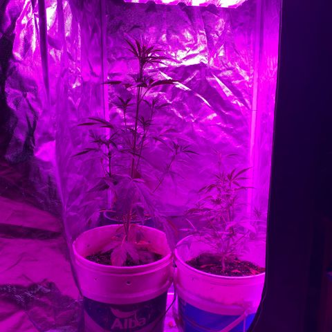 Neemo #2 🚗🐋 growlog photo: Regado 