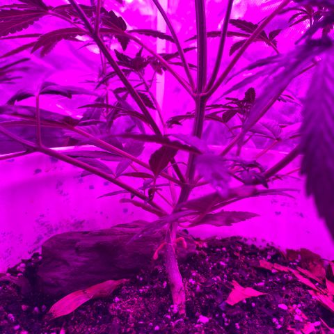 Neemo #2 🚗🐋 growlog photo: Regado 