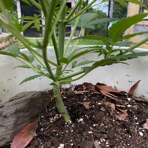 Neemo #2 🚗🐋 growlog photo: Primer día de Top Bloom
