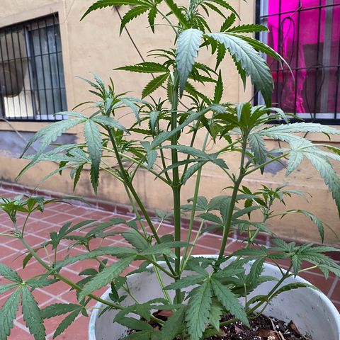 Neemo #2 🚗🐋 growlog photo: Primer día de Top Bloom