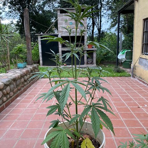Neemo #2 🚗🐋 growlog photo: Primer día de Top Bloom