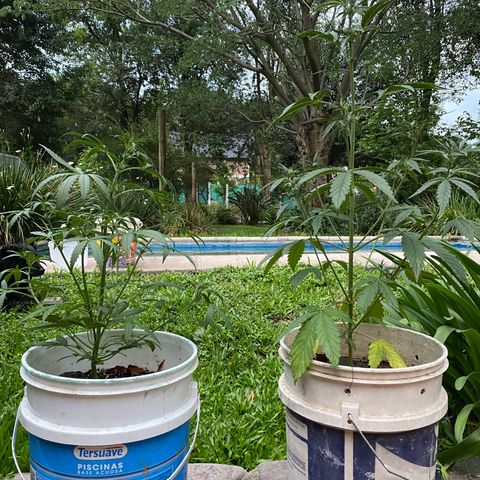 Neemo #2 🚗🐋 growlog photo: Primer día de Top Bloom