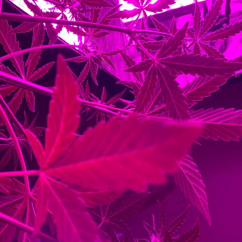 Neemo #2 🚗🐋 growlog photo: Primer día de Top Bloom