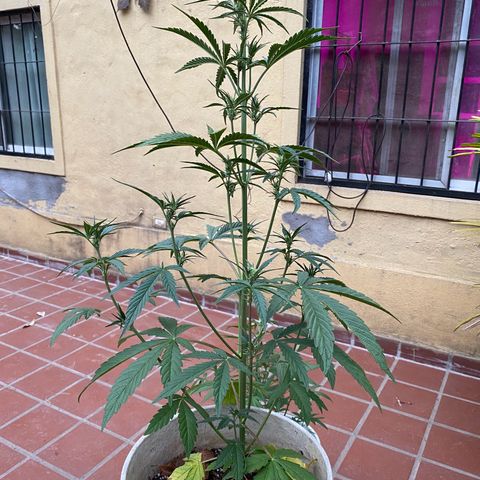 Neemo #2 🚗🐋 growlog photo: Primer día de Top Bloom