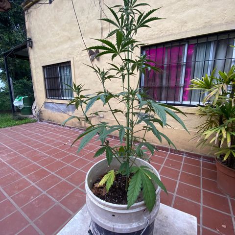 Neemo #2 🚗🐋 growlog photo: Primer día de Top Bloom