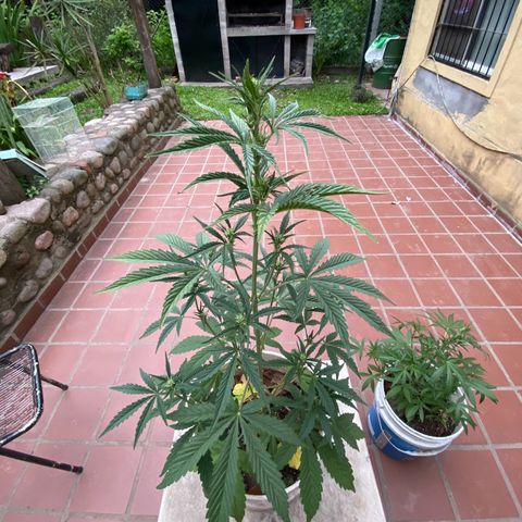 Neemo #2 🚗🐋 growlog photo: Primer día de Top Bloom