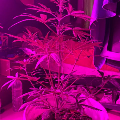 Neemo #2 🚗🐋 growlog photo: Primer día de Top Bloom