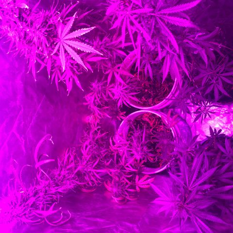 Neemo #2 🚗🐋 growlog timeline photo