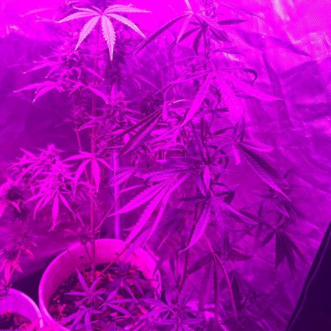 Neemo #2 🚗🐋 growlog timeline photo