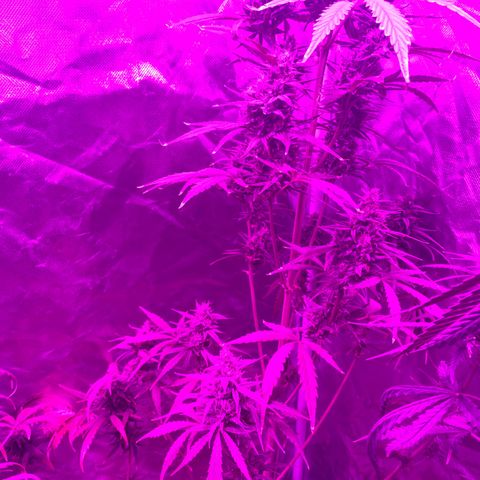 Neemo #2 🚗🐋 growlog timeline photo