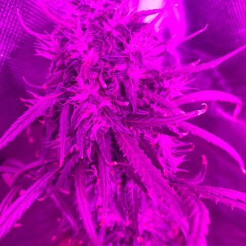 Neemo #2 🚗🐋 growlog timeline photo