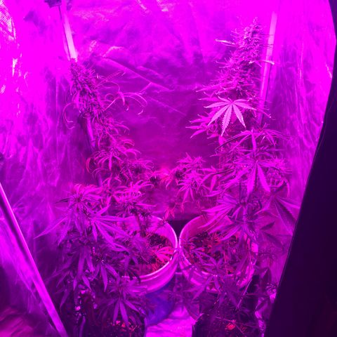 Neemo #2 🚗🐋 growlog timeline photo