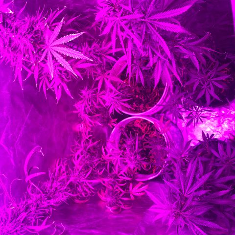 Neemo #2 🚗🐋 growlog timeline photo