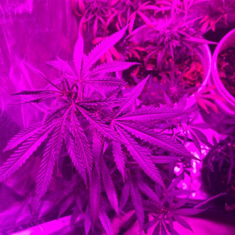Neemo #2 🚗🐋 growlog timeline photo