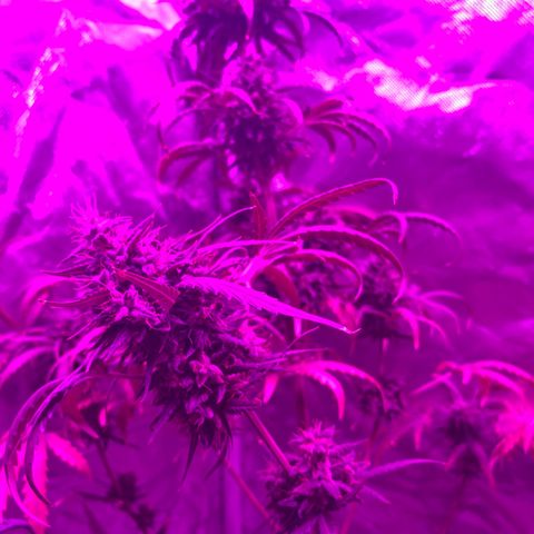 Neemo #2 🚗🐋 growlog timeline photo