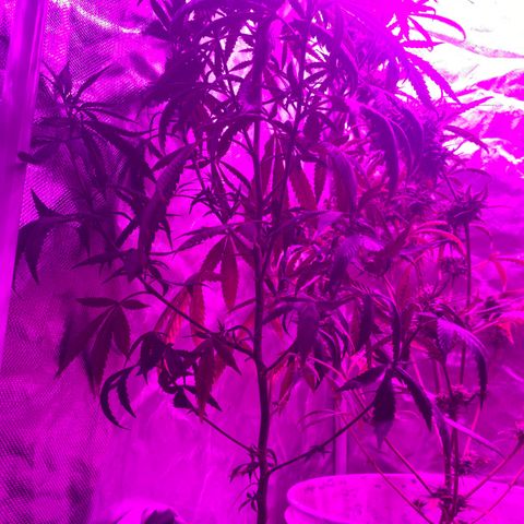 Neemo #2 🚗🐋 growlog timeline photo