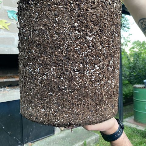 Neemo #2 🚗🐋 growlog timeline photo