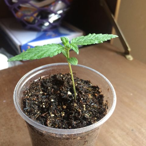 ? growlog timeline photo