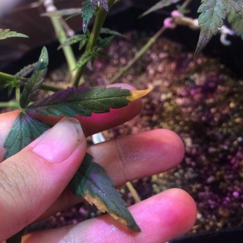 Hope growlog timeline photo