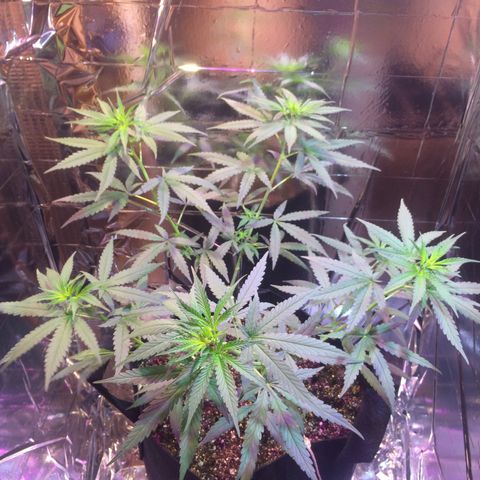 Hope growlog timeline photo