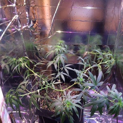 Hope growlog photo: Nova amarra!