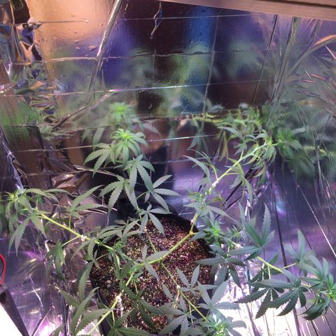 Hope growlog photo: Nova amarra!